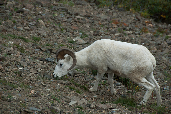 Dall Sheep